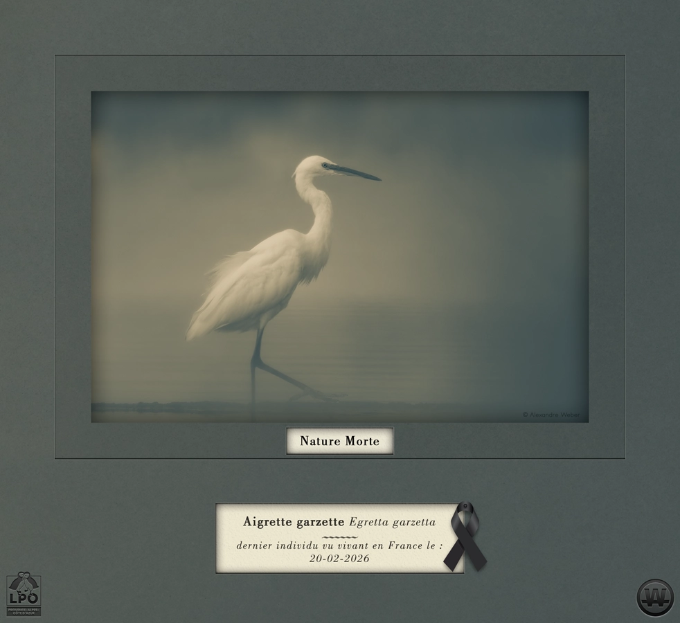 « Nature Morte - Nature en Deuil »