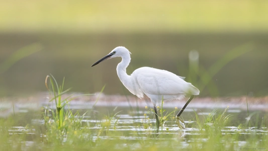 Une Aigrette garzette