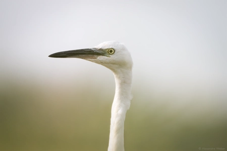 Une Aigrette garzette