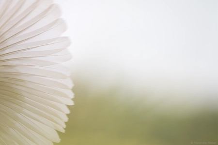 Une Aigrette garzette