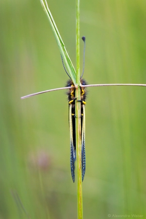 Un Ascalaphe soufré