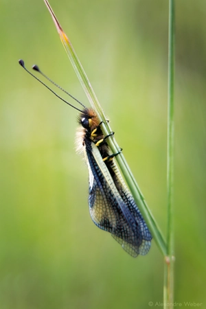 Un Ascalaphe soufré