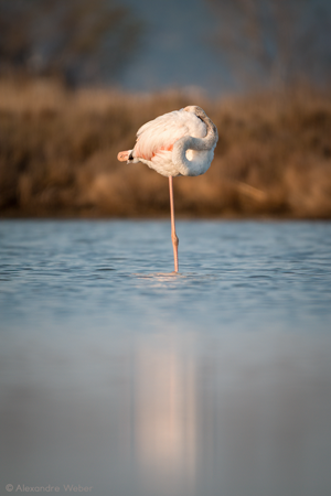 Un Flamant rose