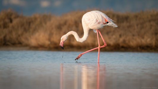 Un Flamant rose