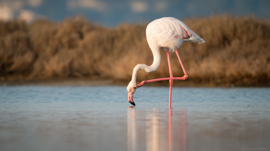 Un Flamant rose