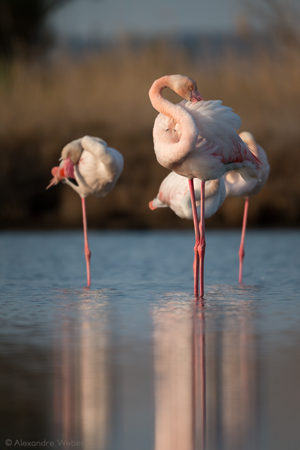Des Flamants roses
