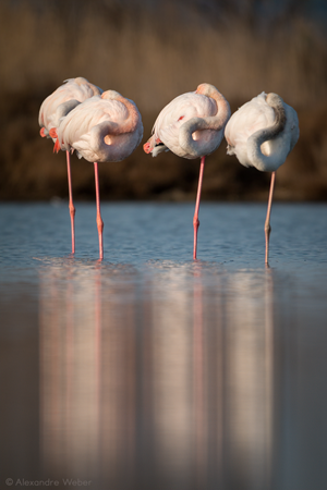 Des Flamants roses