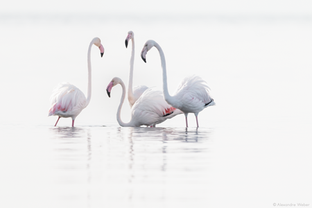 Des Flamants roses