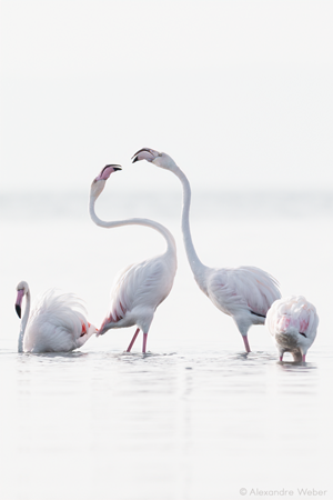 Des Flamants roses