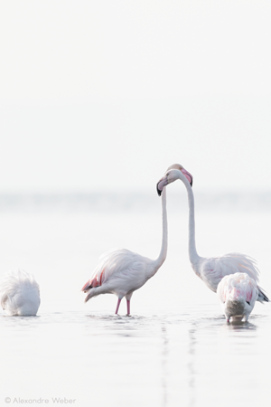 Des Flamants roses
