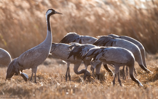 Des Grues cendrées