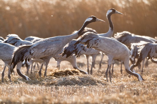 Des Grues cendrées