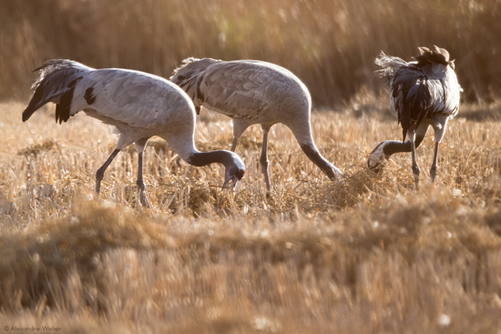 Des Grues cendrées