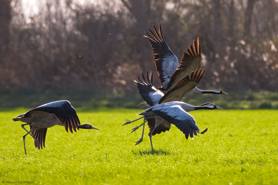 Des Grues cendrées