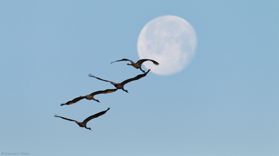 Des Grues cendrées