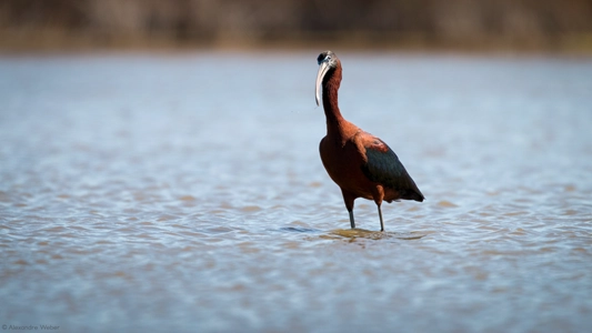 Un Ibis falcinelle