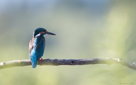 Un Martin-pêcheur d'Europe