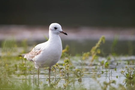 Une Mouette rieuse
