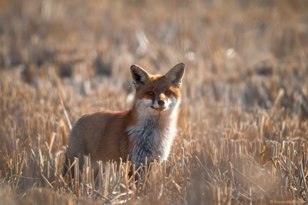 Un Renard roux