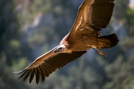 Un Vautour fauve