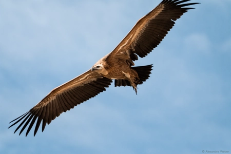 Un Vautour fauve