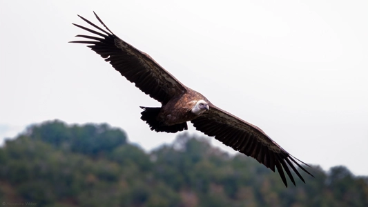 Un Vautour fauve