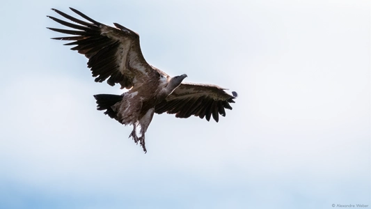 Un Vautour fauve