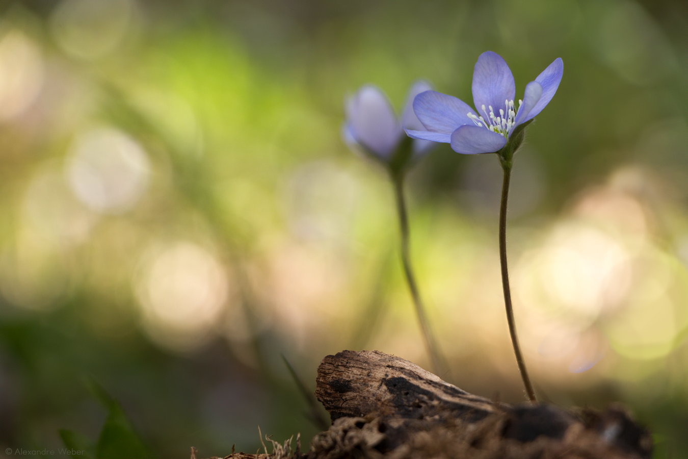 Flore